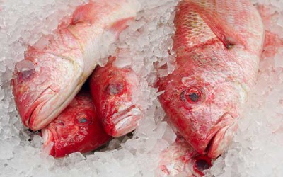 Women’s Health Magazine Shares My Story on The Scary Fish Poisoning You Don’t Know About